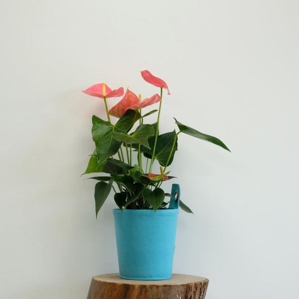 Anthurium plant and Turquoise Plant Pot - Brand The Green Pot. Same Day Flower Delivery Dublin or  Next Day Flowers Delivery Ireland