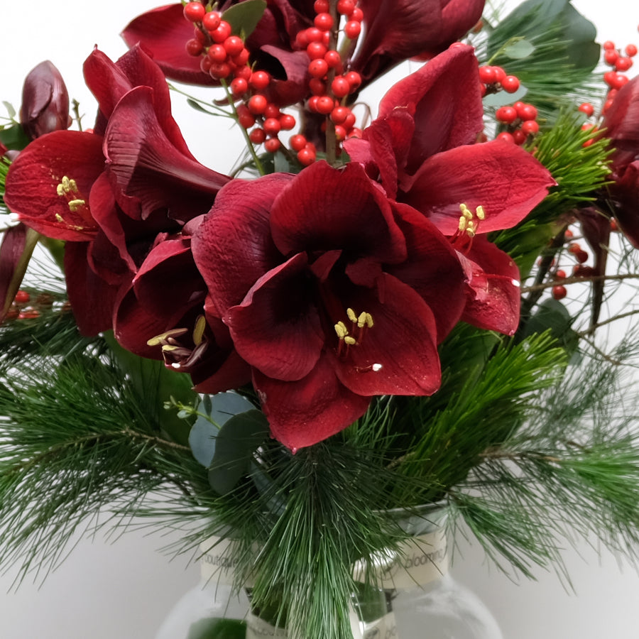 Christmas Red Amaryllis in Vase. Red Amaryllis and Red Ilex berry. The Flower Bouquet includes the vase. We deliver flowers throughout Dublin and Ireland. Please place your order by 1 pm for Same Day Flower Delivery in Dublin or Next Day Flowers Delivery Ireland and also Raheny Free Delivery.
