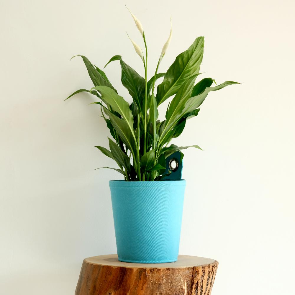 peace lily ireland Peace Lily Plant & Pot