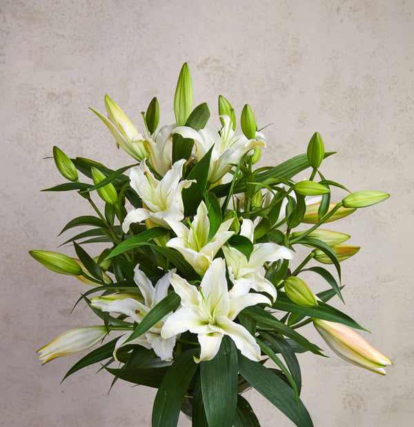 Bouquet of the stunning scent of white lilies is one of the most popular gifts for many occasions. Bouquet contains 8 stems of long white oriental lilies with fresh foliage and white Gypsophila. Please place your order by 1 pm for Same Day Flower Delivery Dublin or Next Day Flowers Delivery Ireland